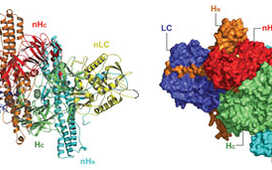 В США разрешили применять ботулотоксин для лечения ГМП