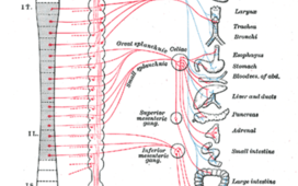 Гиперактивный мочевой пузырь бьет по вегетативной нервной системе