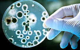 Эпидемия гонореи и хламидиоза