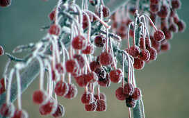 Клюква лекарств не заменит