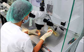 Сперматозоиды из биопсии можно замораживать для ЭКО