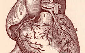 Наличие камней в почках связано с риском ИБС у женщин