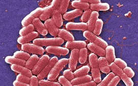 Американские бактерии становятся все устойчивее