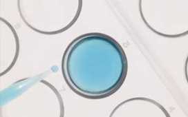 Стволовые клетки яичек формируют сперматозоиды