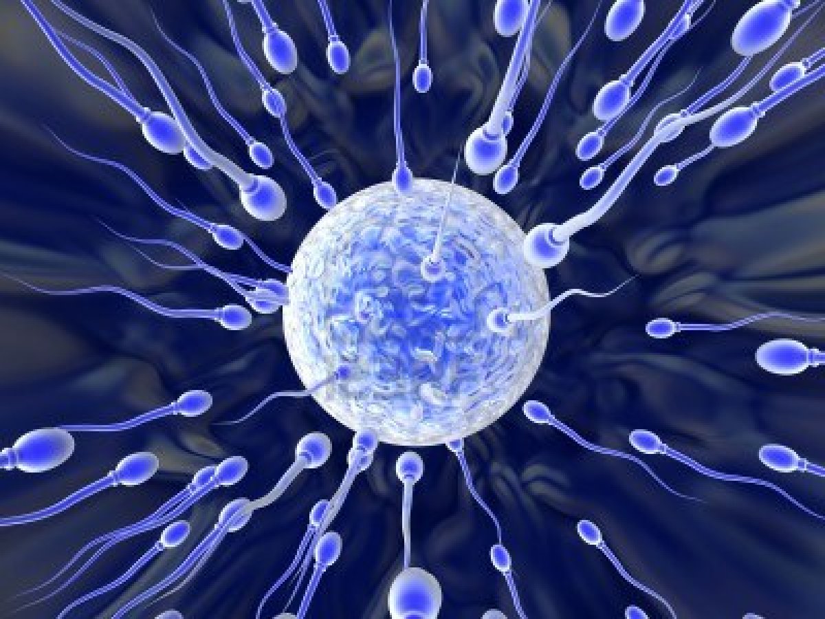 Дефекты сперматозоидов связаны с ранней смертью